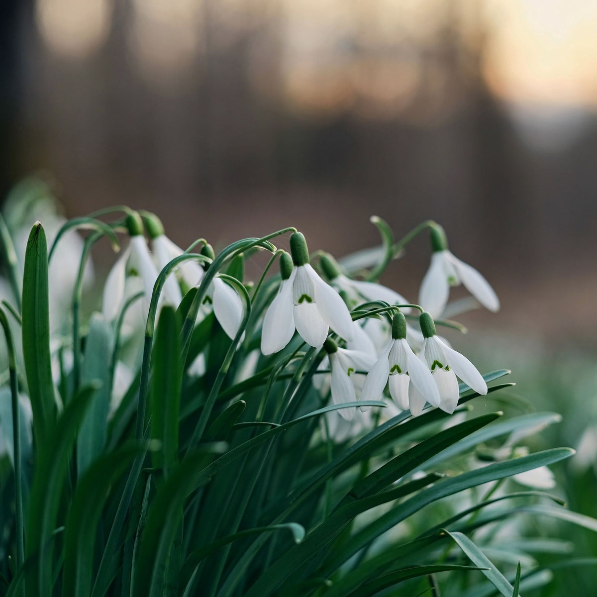 Lot De 50 Perce-Neige Elwesii – Plante D'Extérieur