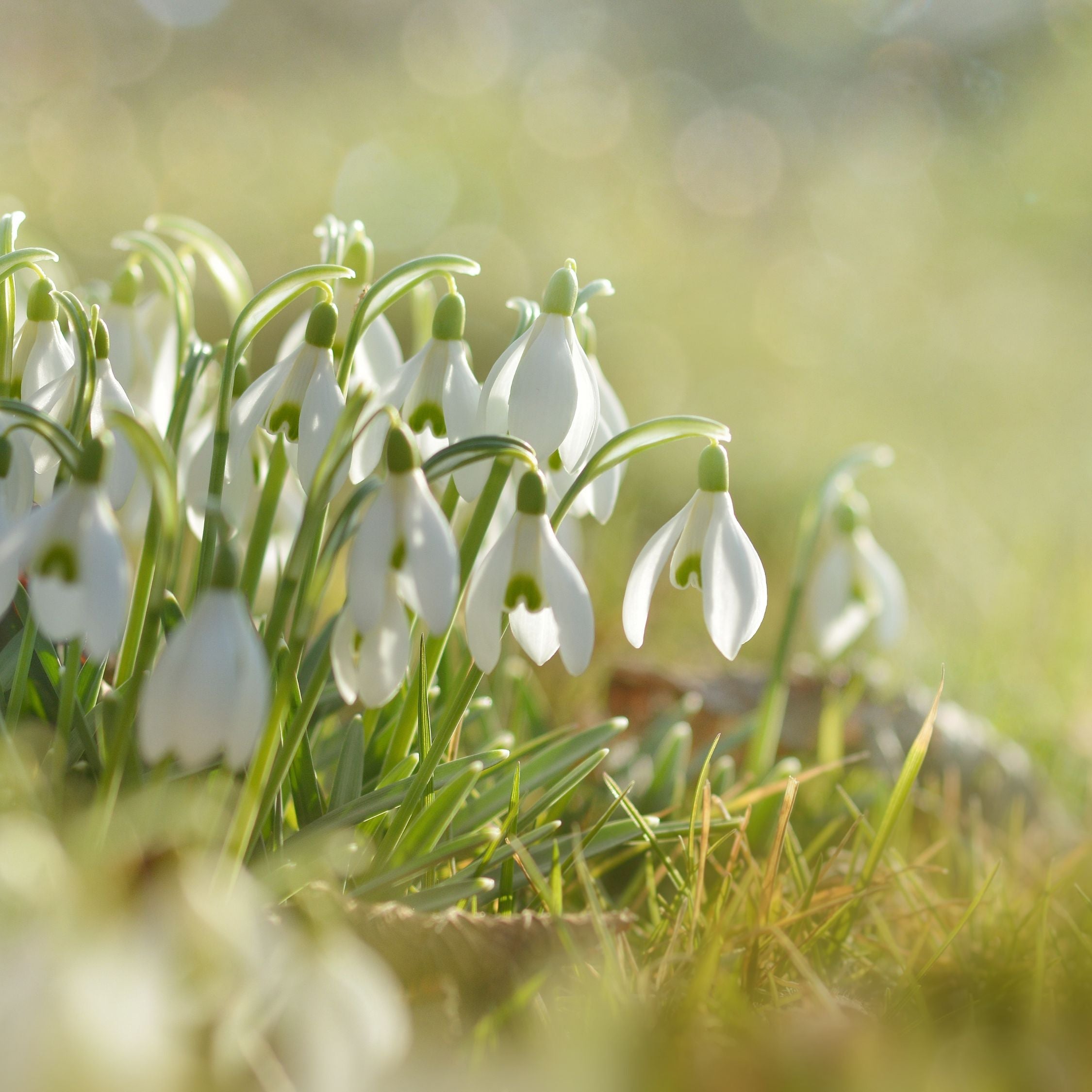 Lot De 50 Perce-Neige Elwesii – Plante D'Extérieur