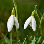 Lot De 50 Perce-Neige Elwesii – Plante D'Extérieur