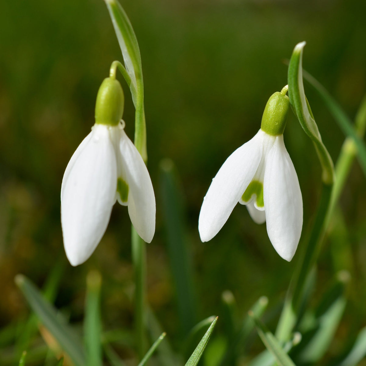 Lot De 50 Perce-Neige Elwesii – Plante D'Extérieur