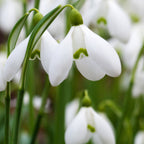 Lot De 50 Perce-Neige Elwesii – Plante D'Extérieur