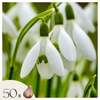 Lot De 50 Perce-Neige Elwesii – Plante D'Extérieur