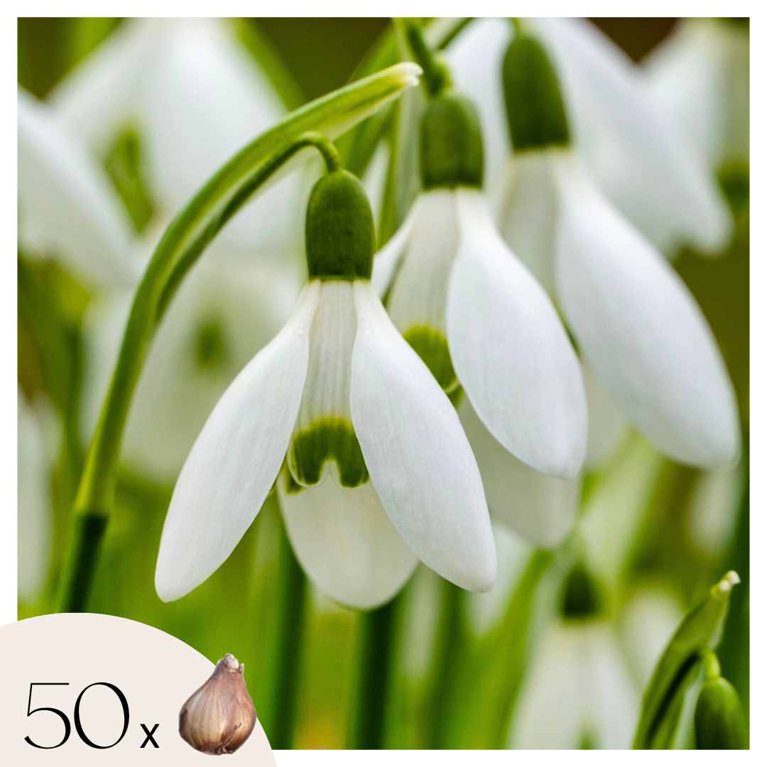 Lot De 50 Perce-Neige Elwesii – Plante D'Extérieur