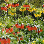 Set Of 3 Fritillaria Lutea – Outdoor Plant