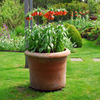 Lote de 3 fritilarias Rubra – Planta de exterior