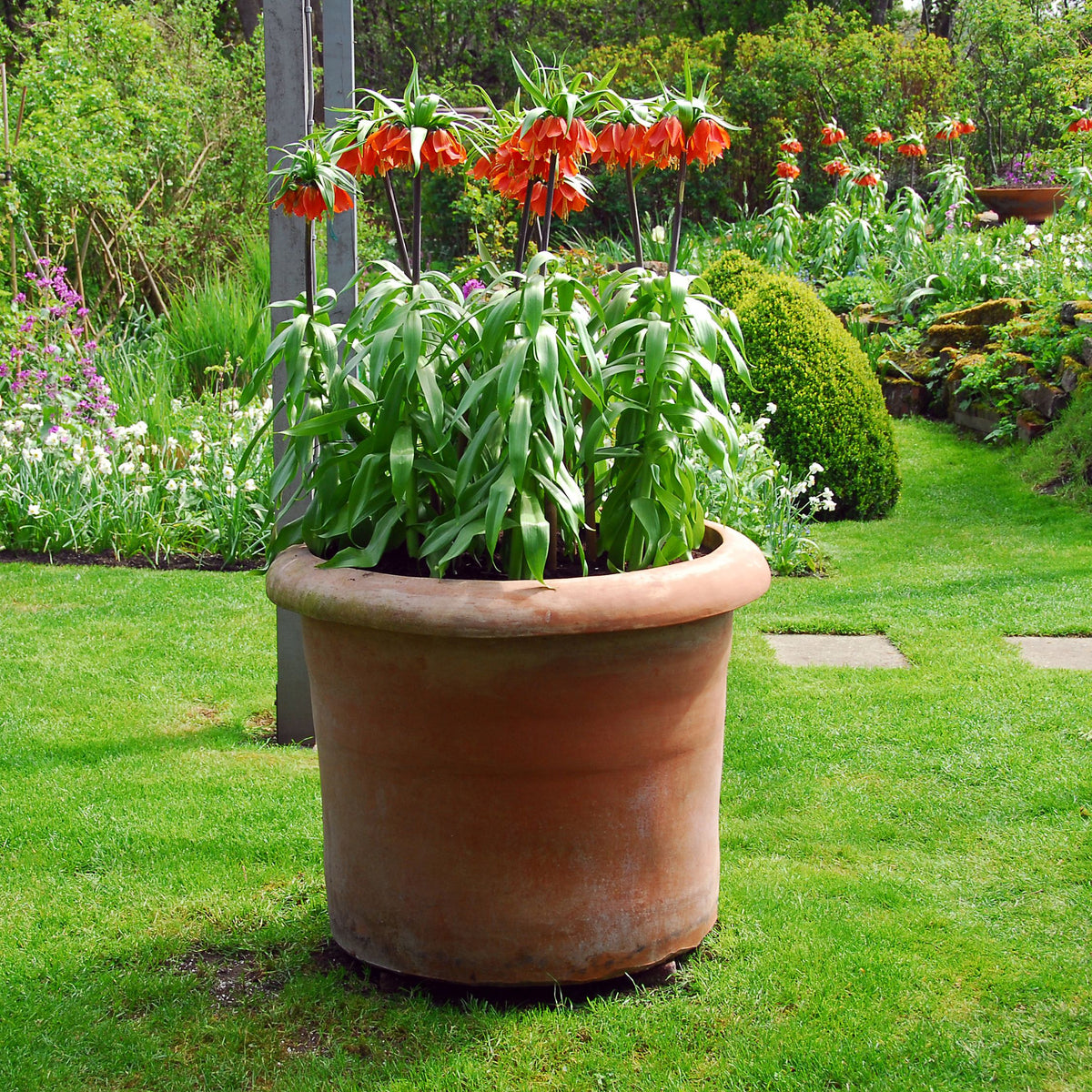 Lote de 3 fritilarias Rubra – Planta de exterior