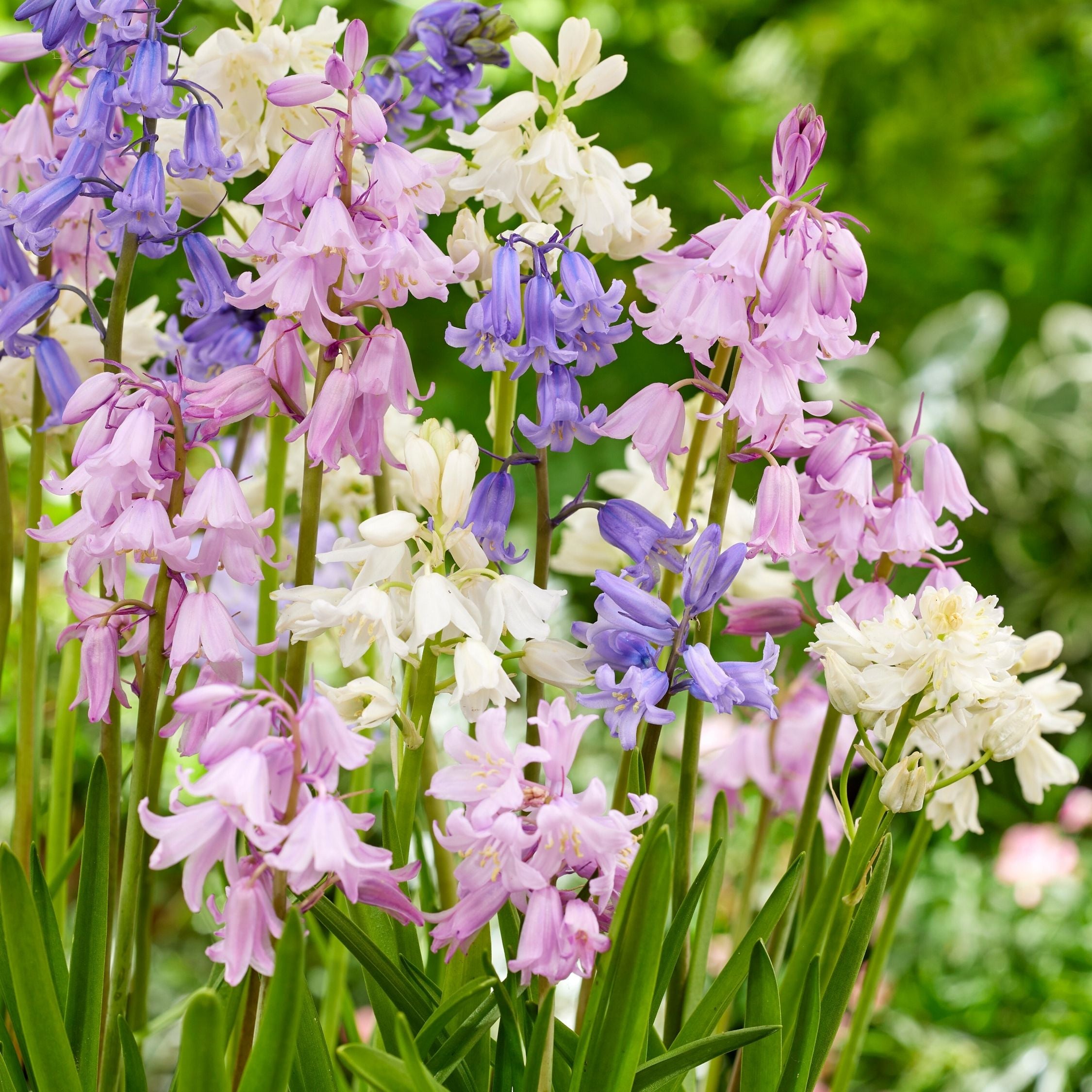 Lot De 40 Jacinthes D'Espagne – Plante D'Extérieur