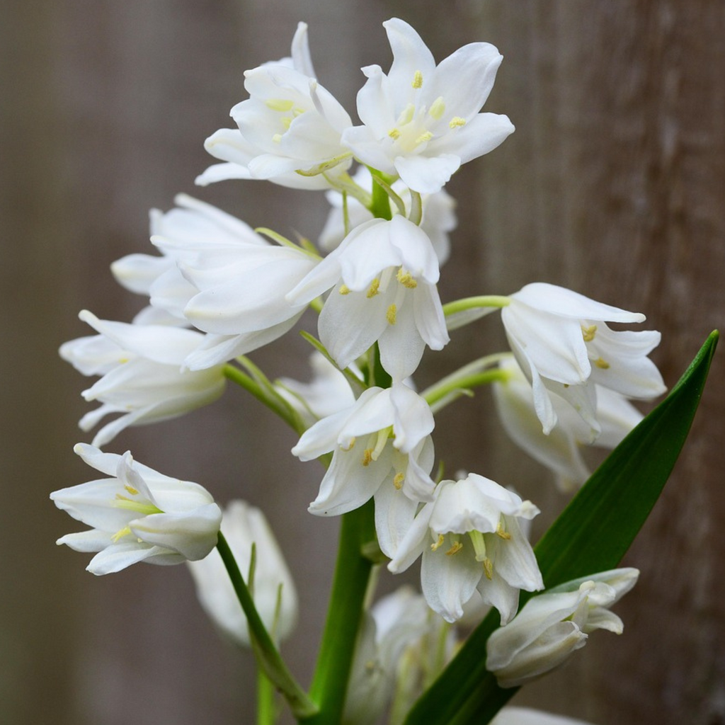 Lot De 40 Jacinthes D'Espagne – Plante D'Extérieur