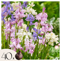 Lot De 40 Jacinthes D'Espagne – Plante D'Extérieur