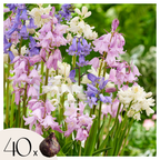 Lot De 40 Jacinthes D'Espagne – Plante D'Extérieur