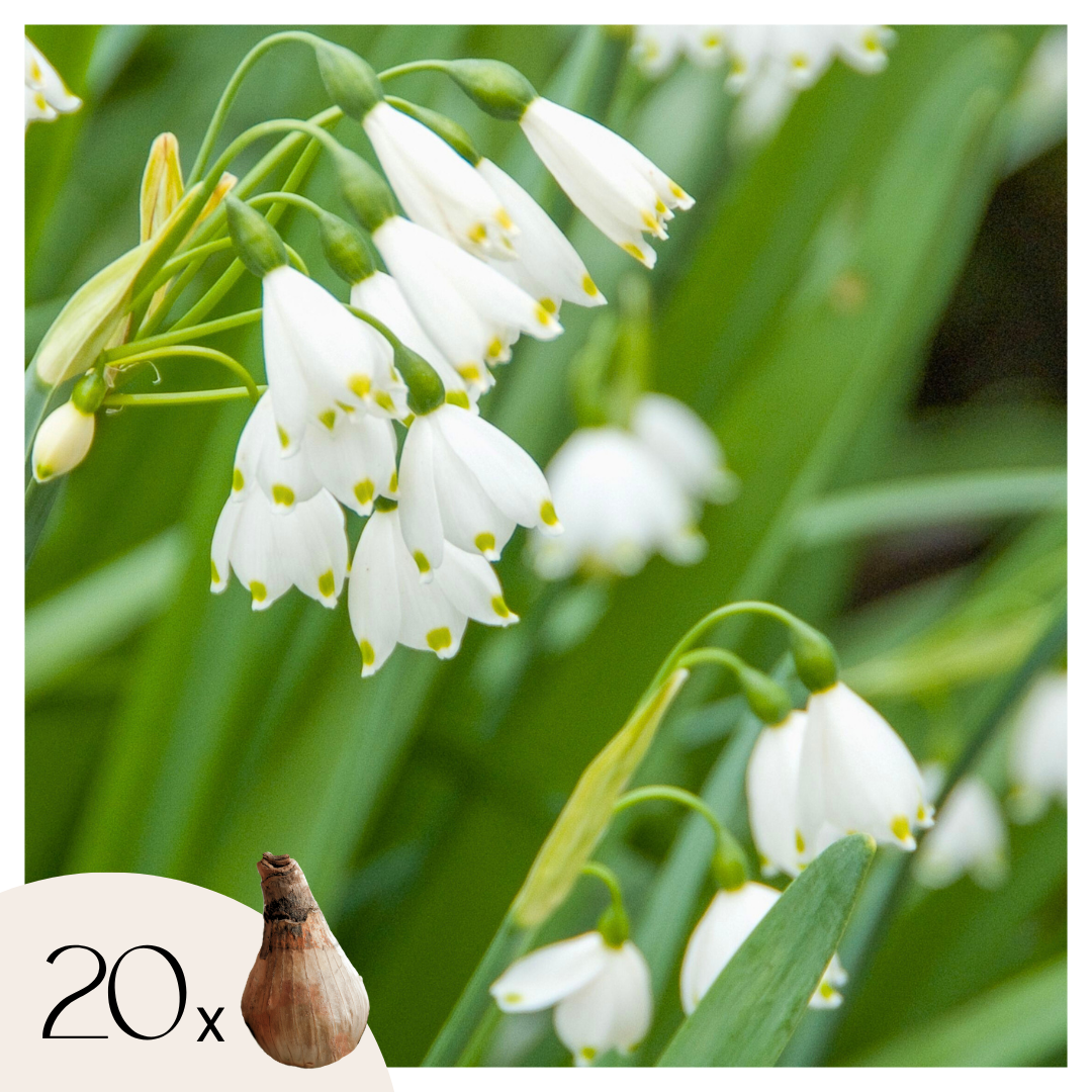 Mélange De 20 Nivéoles D'Été – Plante D'Extérieur