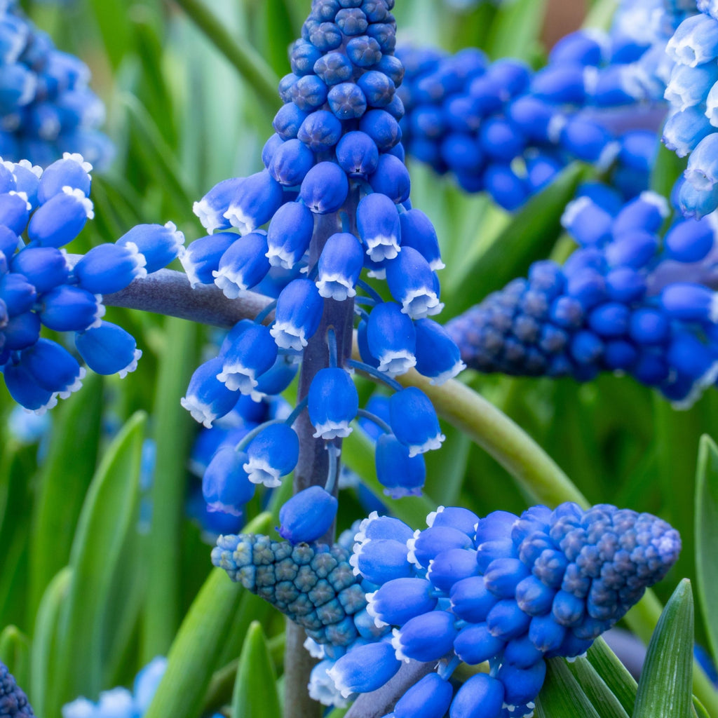 Set of 100 Blue Grapes Muscari – Outdoor Plant