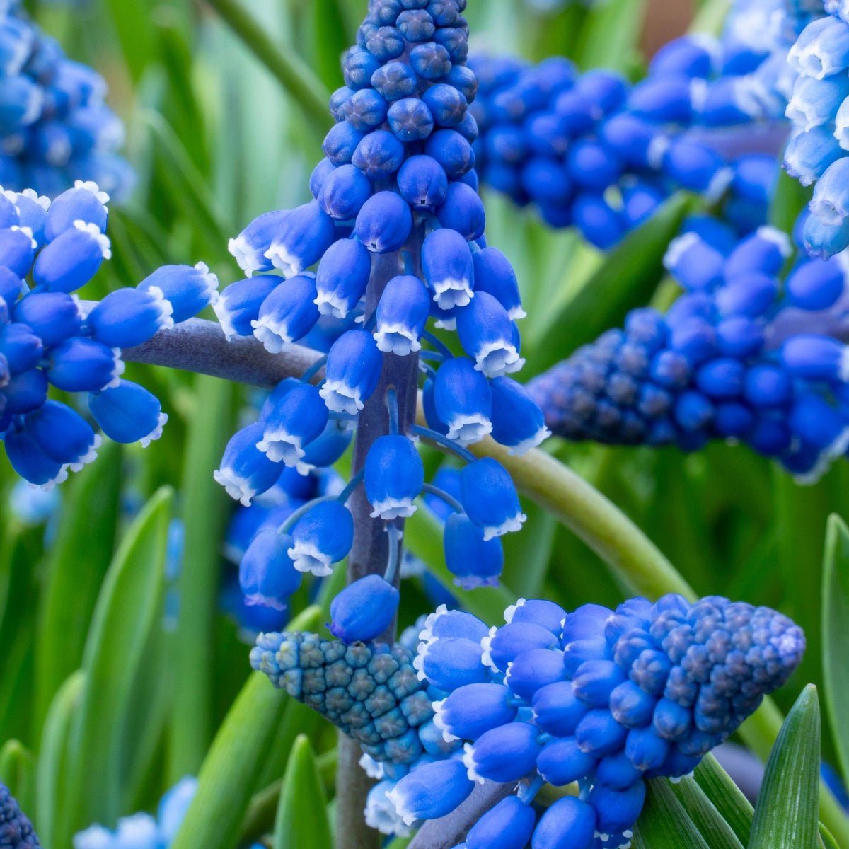 Set of 100 Blue Grapes Muscari – Outdoor Plant