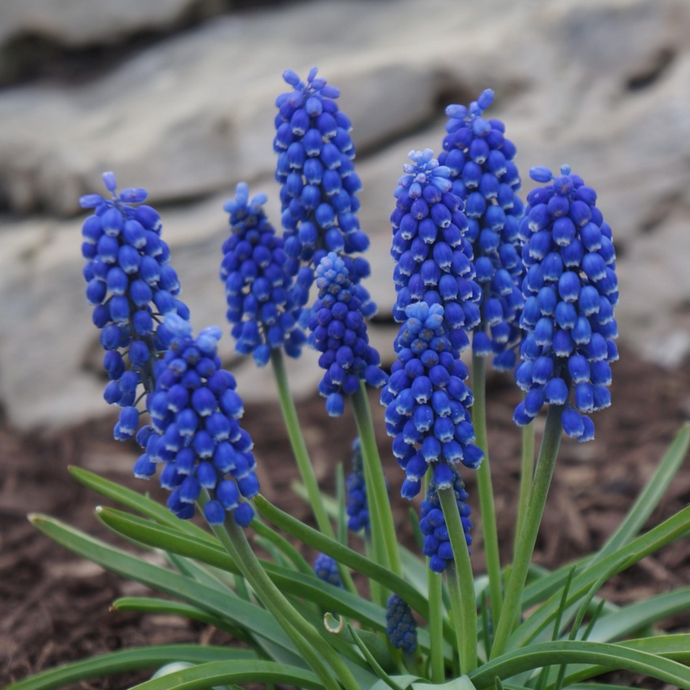 Set of 100 Blue Grapes Muscari – Outdoor Plant