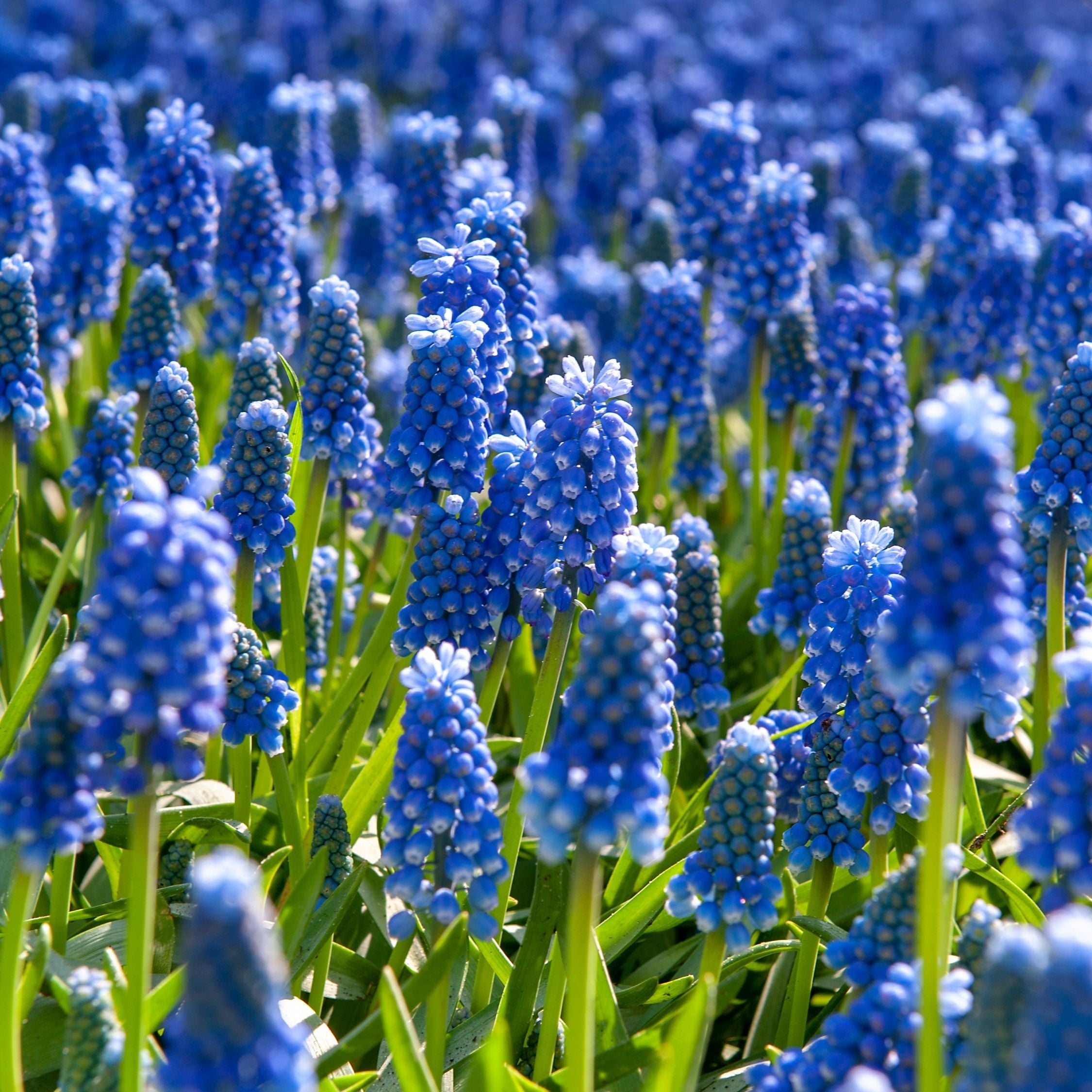 Set of 100 Blue Grapes Muscari – Outdoor Plant