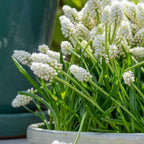 Lot De 50 Muscaris White Magic – Plante D'Extérieur