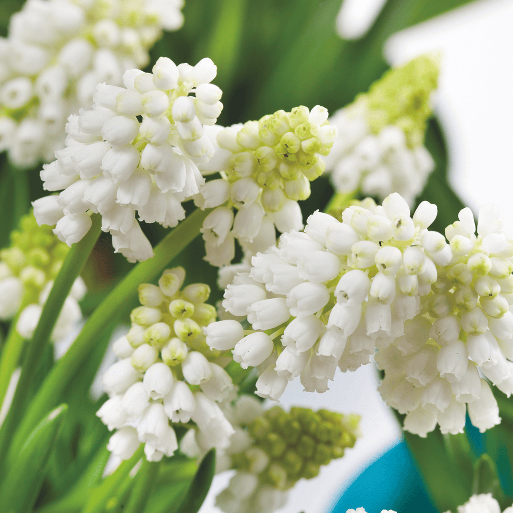 Lot De 50 Muscaris White Magic – Plante D'Extérieur