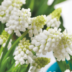 Lot De 50 Muscaris White Magic – Plante D'Extérieur