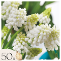 Lot De 50 Muscaris White Magic – Plante D'Extérieur
