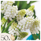 Lot De 50 Muscaris White Magic – Plante D'Extérieur