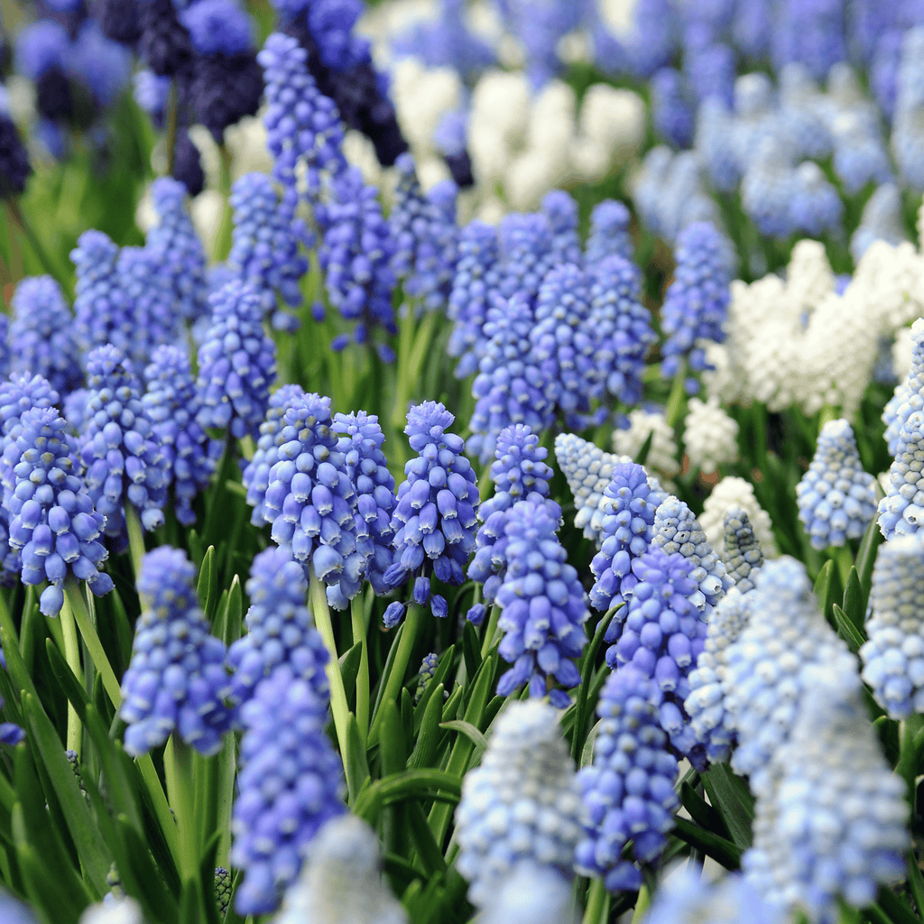 Mix of 50 Magic Mix Muscari – Outdoor Plant