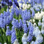 Mix of 50 Magic Mix Muscari – Outdoor Plant
