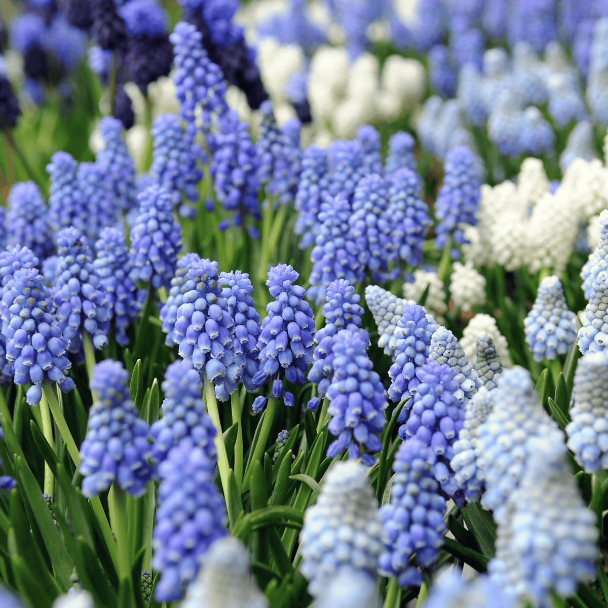 Mix of 50 Magic Mix Muscari – Outdoor Plant