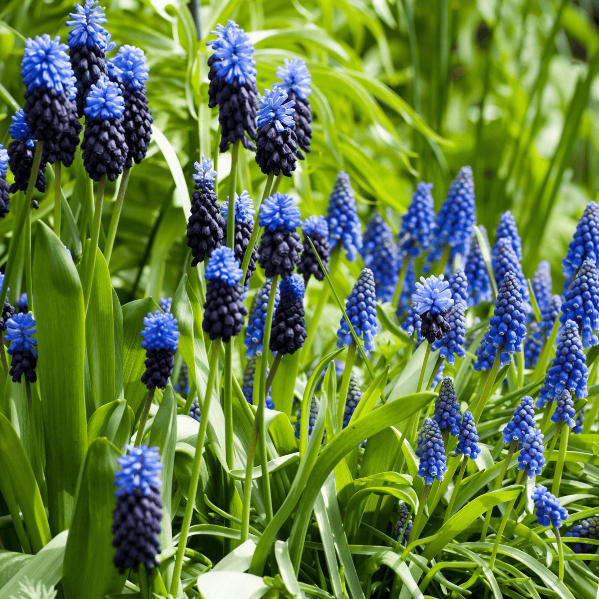 Mix of 50 Magic Mix Muscari – Outdoor Plant
