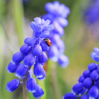 Mix of 50 Magic Mix Muscari – Outdoor Plant