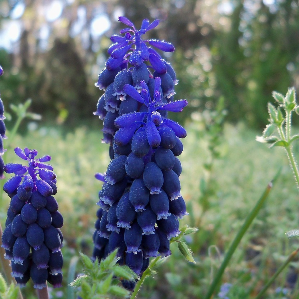 Mix of 50 Magic Mix Muscari – Outdoor Plant