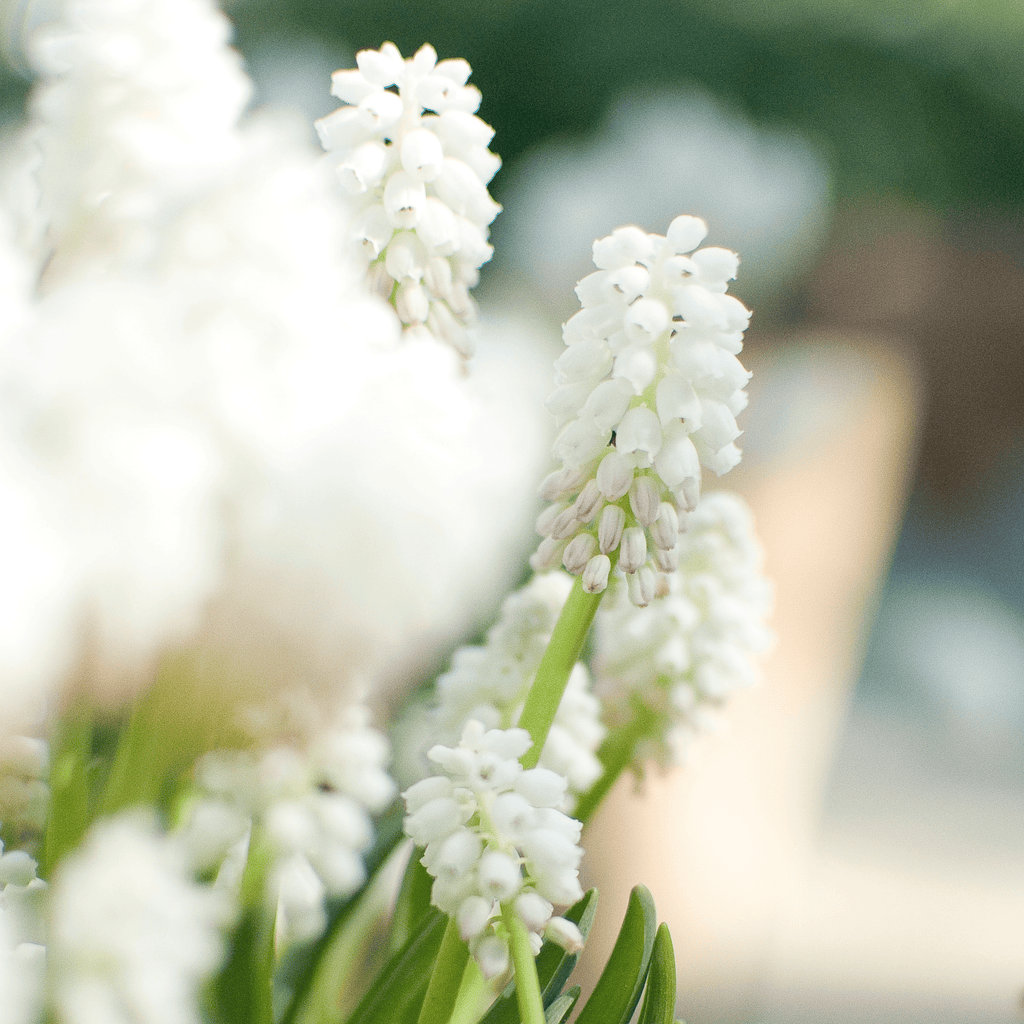Mix of 50 Magic Mix Muscari – Outdoor Plant