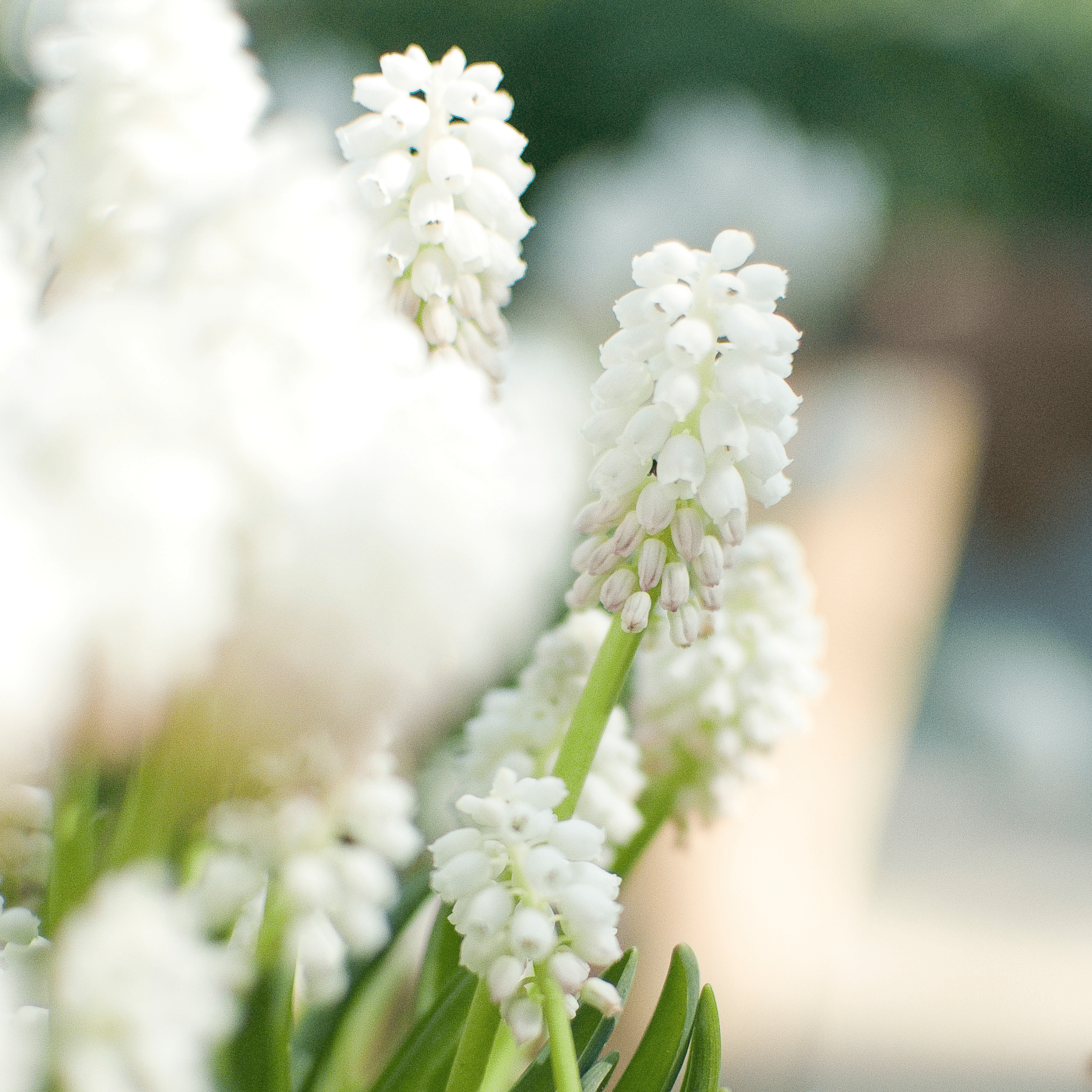 Mix of 50 Magic Mix Muscari – Outdoor Plant