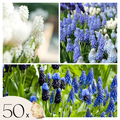 Mix of 50 Magic Mix Muscari – Outdoor Plant