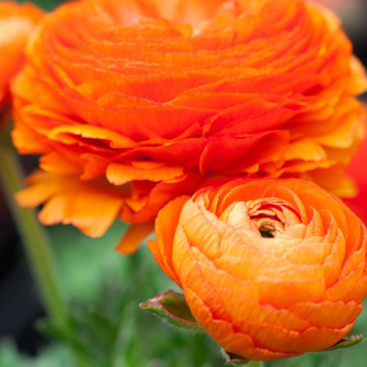 Mélange De 80 Renoncules – Plante D'Extérieur