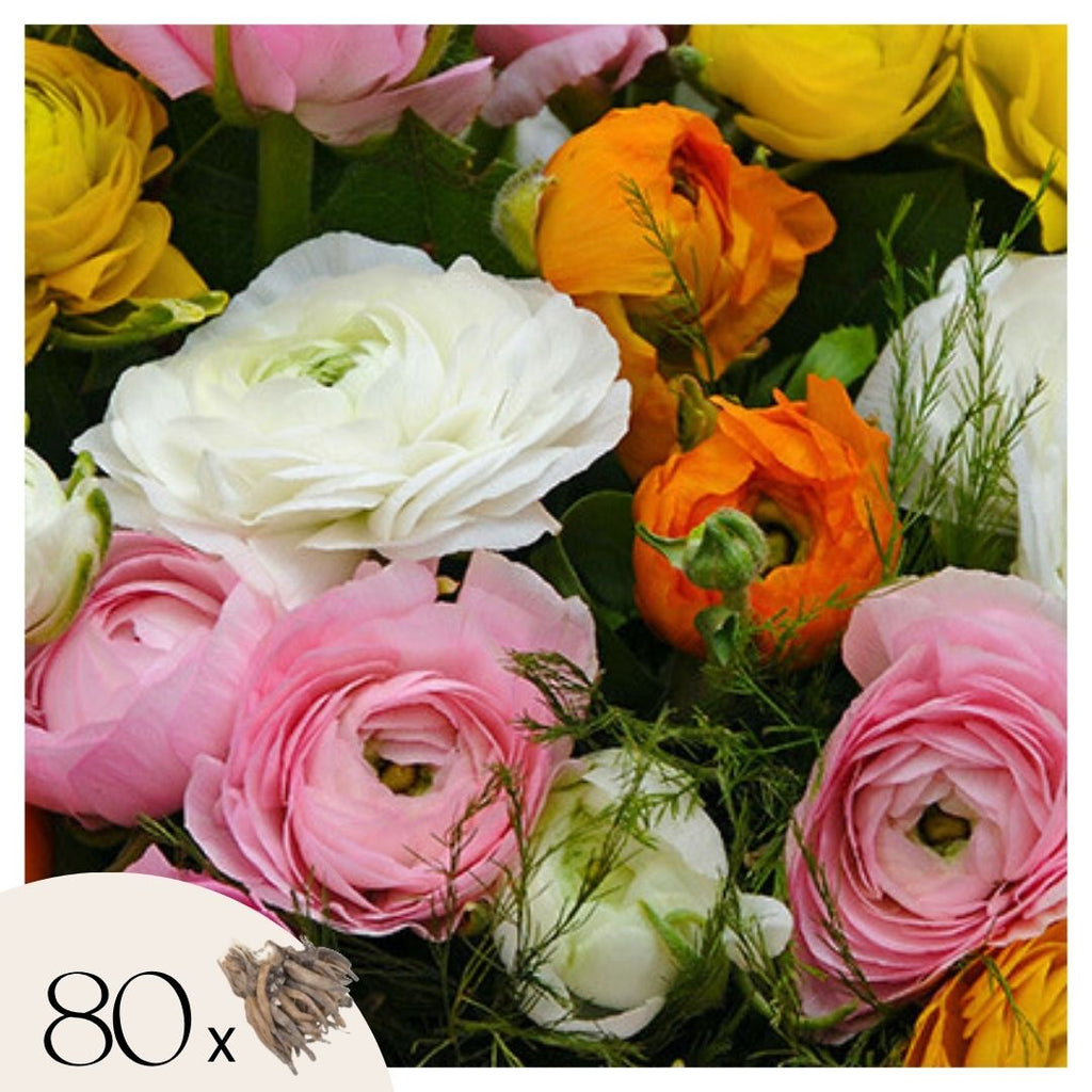 Mélange De 80 Renoncules – Plante D'Extérieur
