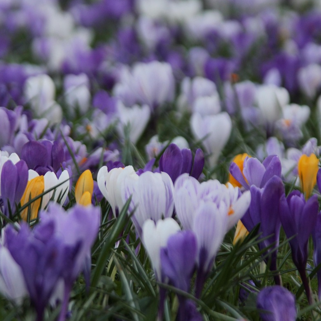 Mélange De 30 Crocus Grandes Fleurs – Plante D'Extérieur
