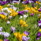 Mélange De 30 Crocus Grandes Fleurs – Plante D'Extérieur