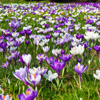 Mélange De 30 Crocus Grandes Fleurs – Plante D'Extérieur