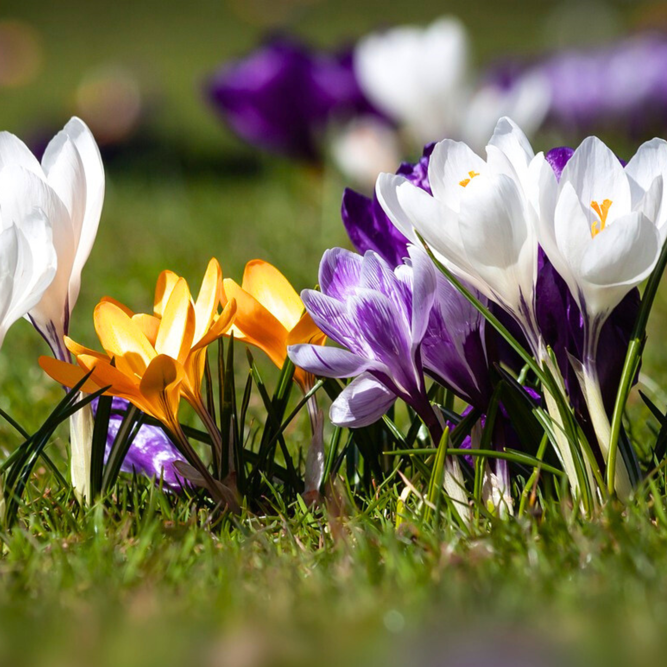 Mélange De 30 Crocus Grandes Fleurs – Plante D'Extérieur