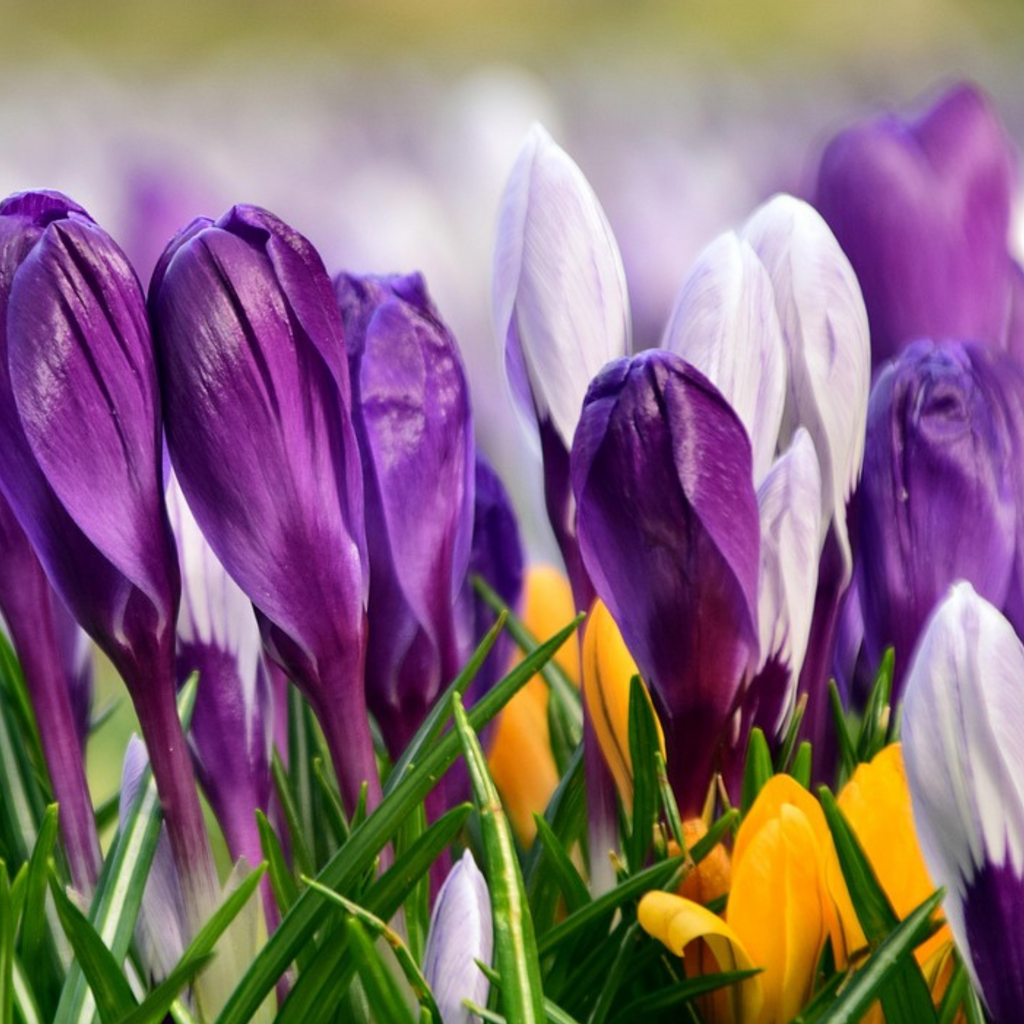 Mélange De 30 Crocus Grandes Fleurs – Plante D'Extérieur