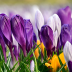 Mélange De 30 Crocus Grandes Fleurs – Plante D'Extérieur