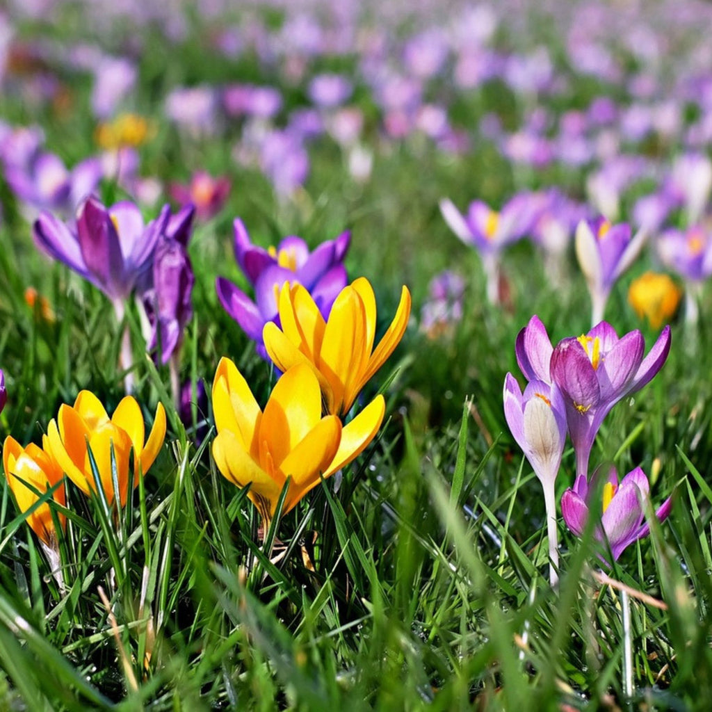 Mélange De 30 Crocus Grandes Fleurs – Plante D'Extérieur