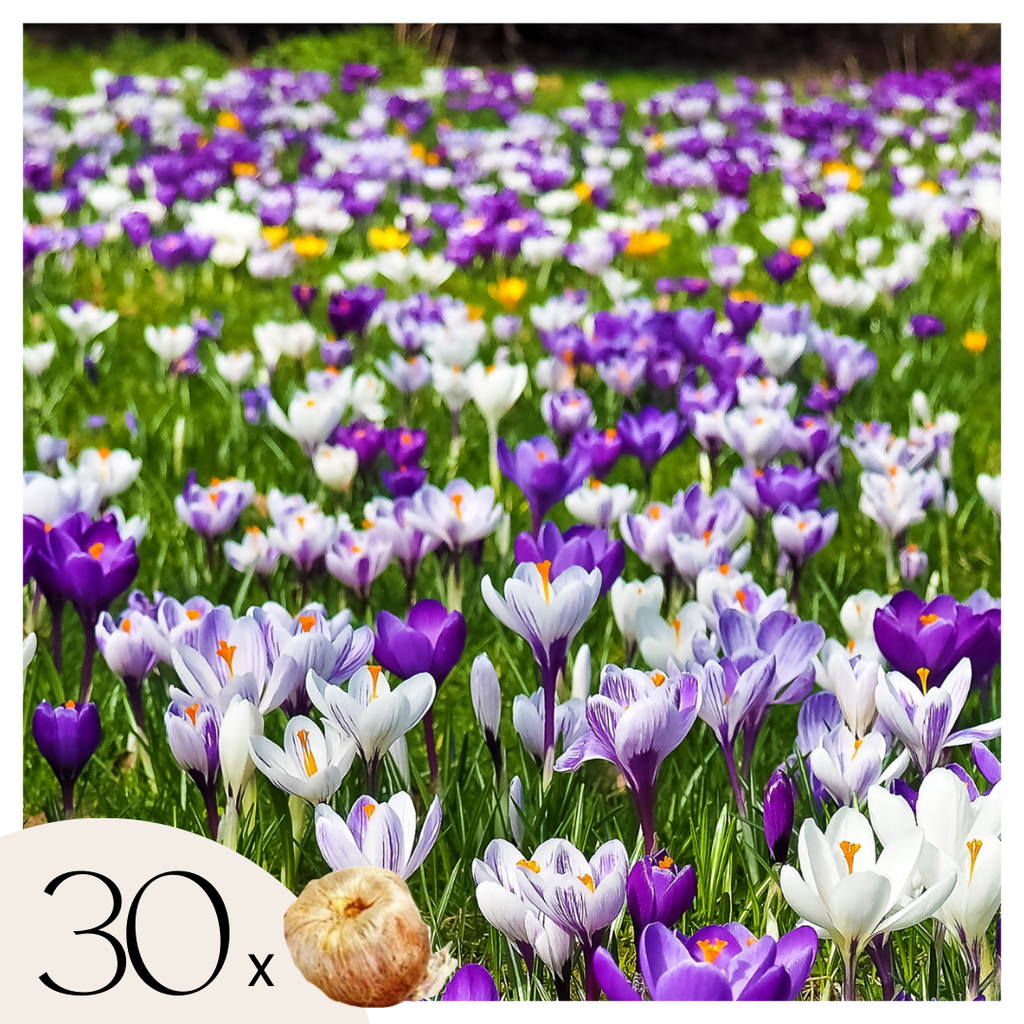 Mélange De 30 Crocus Grandes Fleurs – Plante D'Extérieur