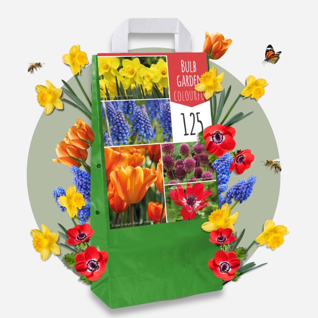 Mélange De 125 Bulbes Colourful – Plante D'Extérieur