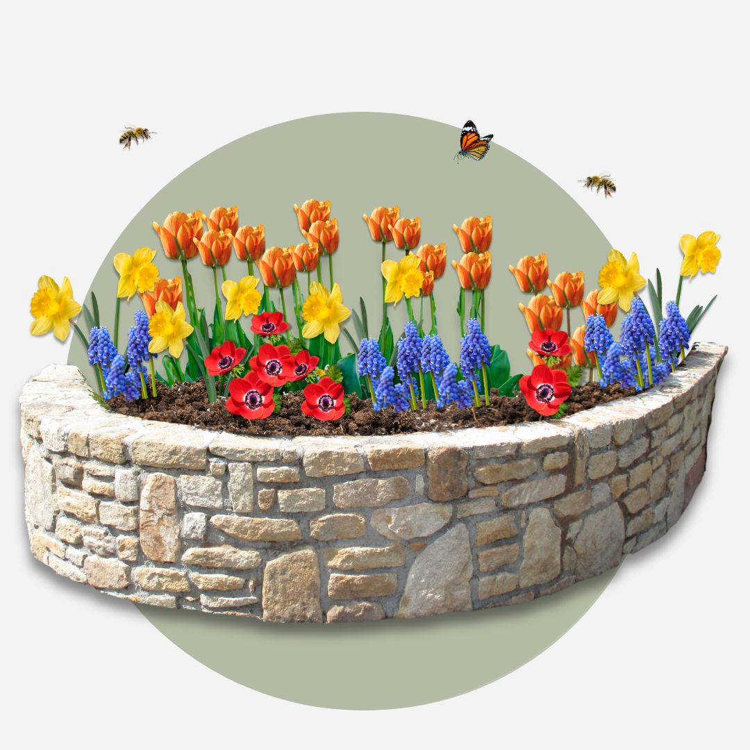 Mélange De 125 Bulbes Colourful – Plante D'Extérieur