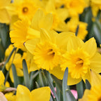 Mélange De 125 Bulbes Colourful – Plante D'Extérieur