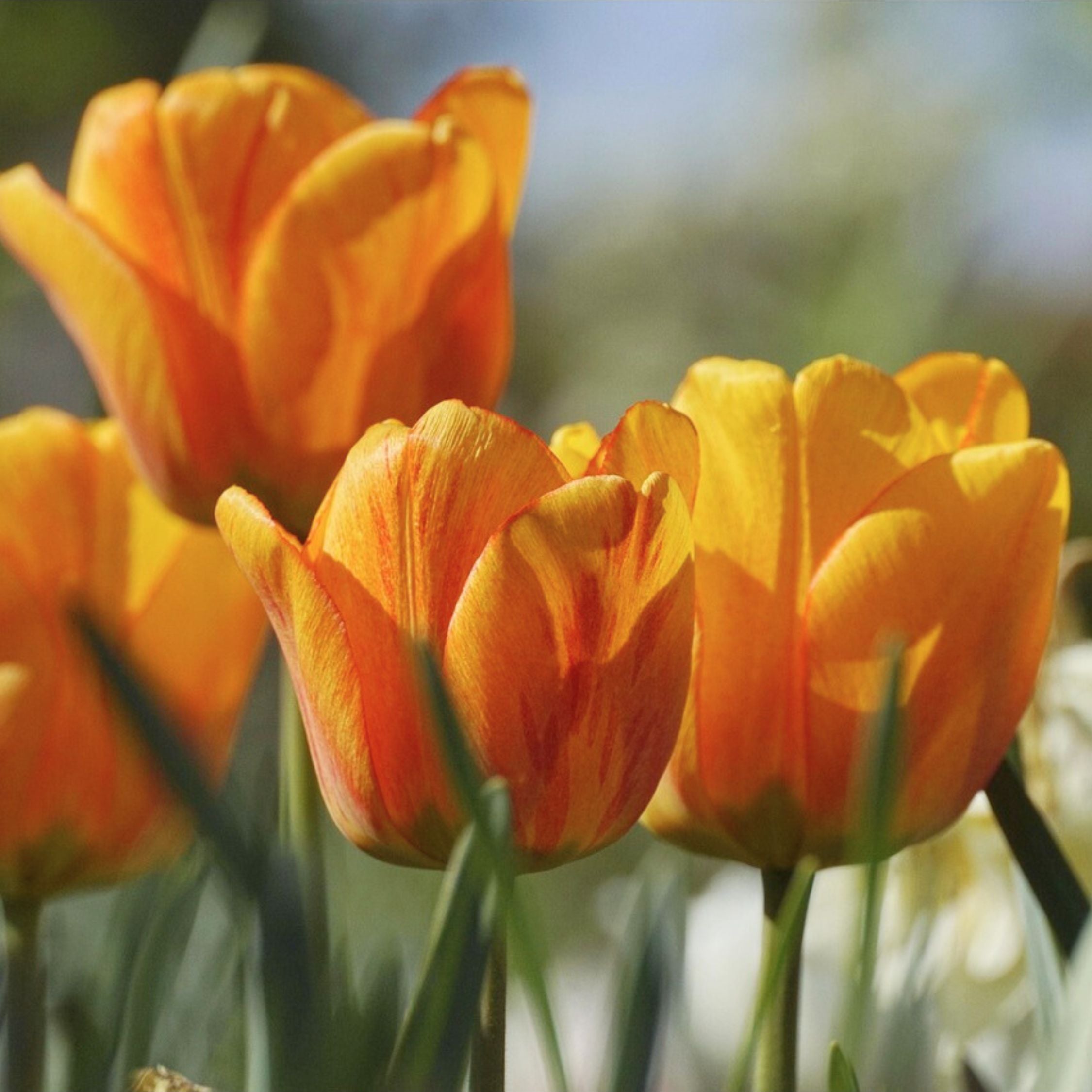 Mélange De 125 Bulbes Colourful – Plante D'Extérieur