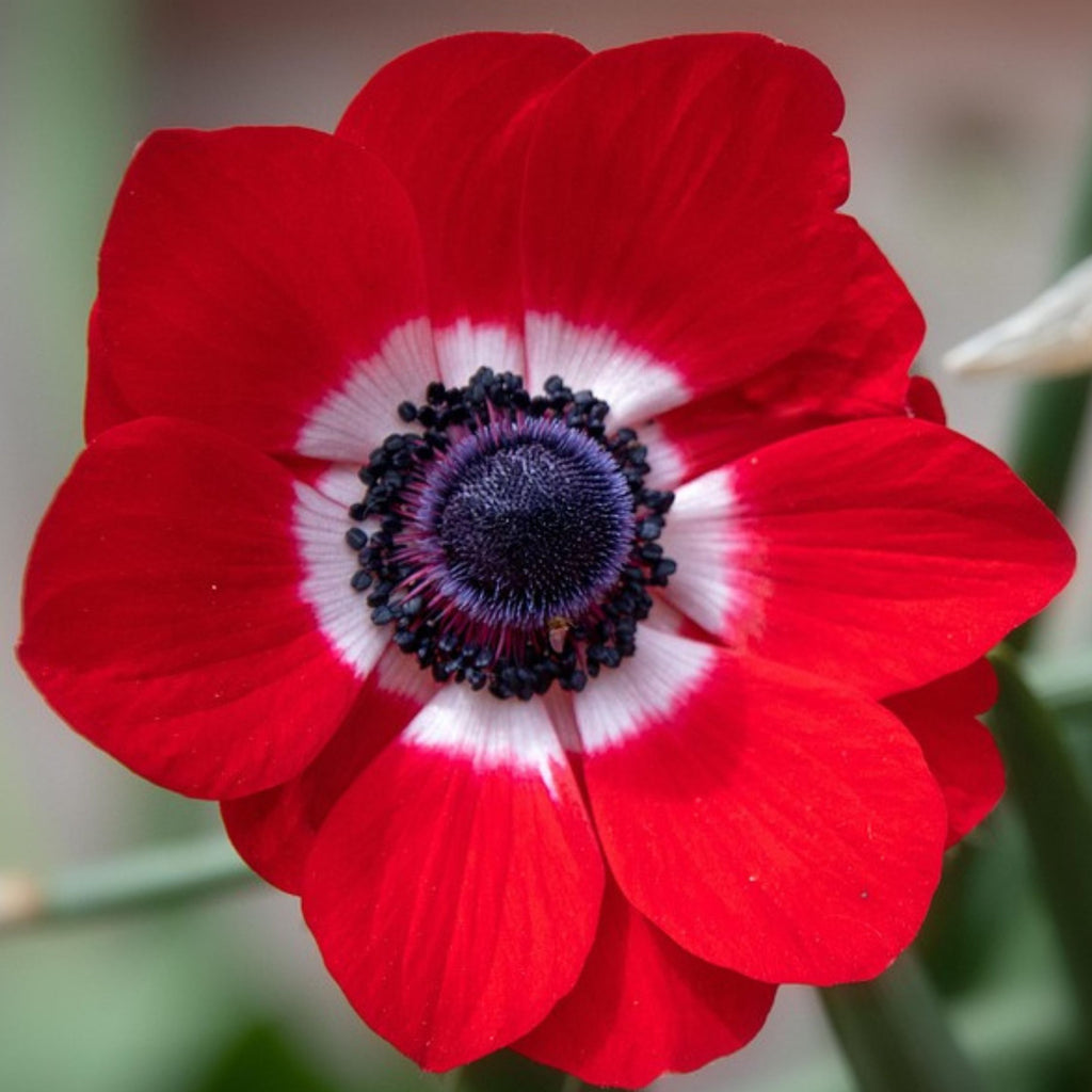 Mélange De 125 Bulbes Colourful – Plante D'Extérieur