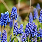Mélange De 125 Bulbes Colourful – Plante D'Extérieur