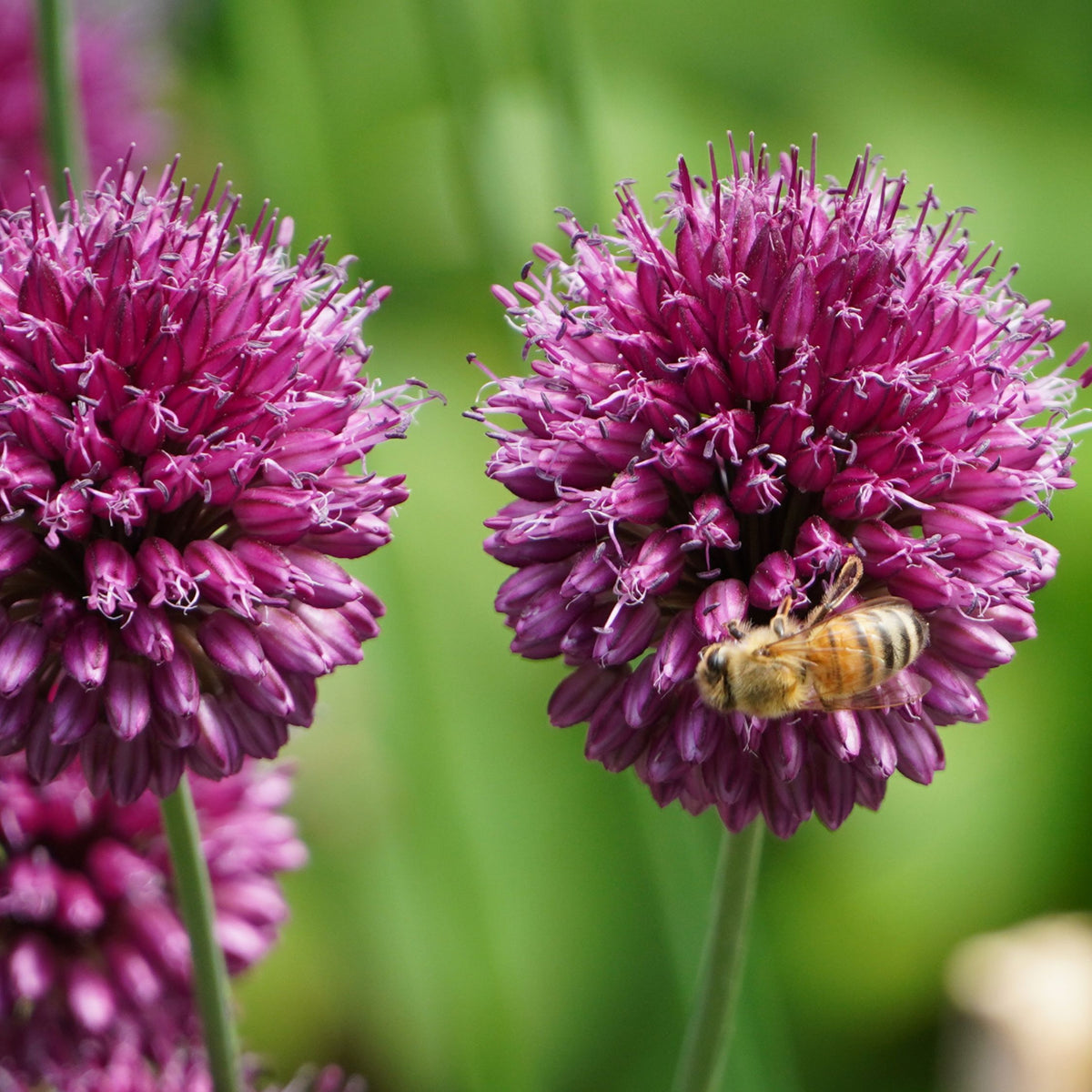 Mélange De 125 Bulbes Colourful – Plante D'Extérieur